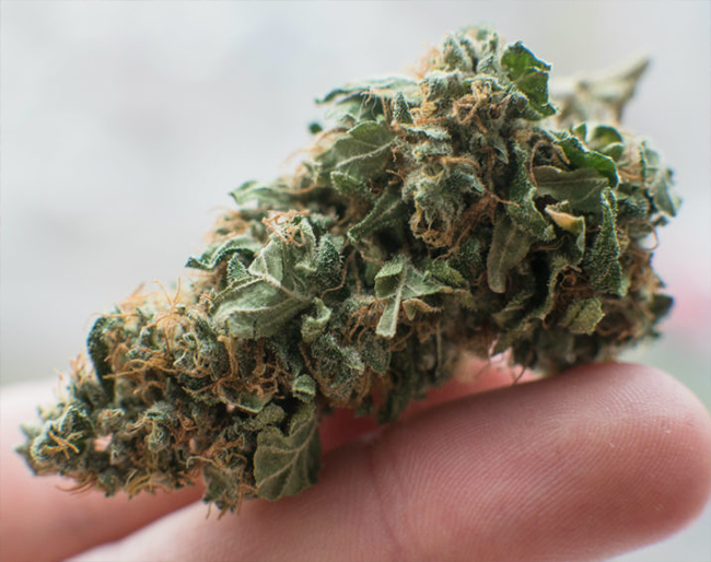 Surprising Benefits and Uses of CBD Gummies
