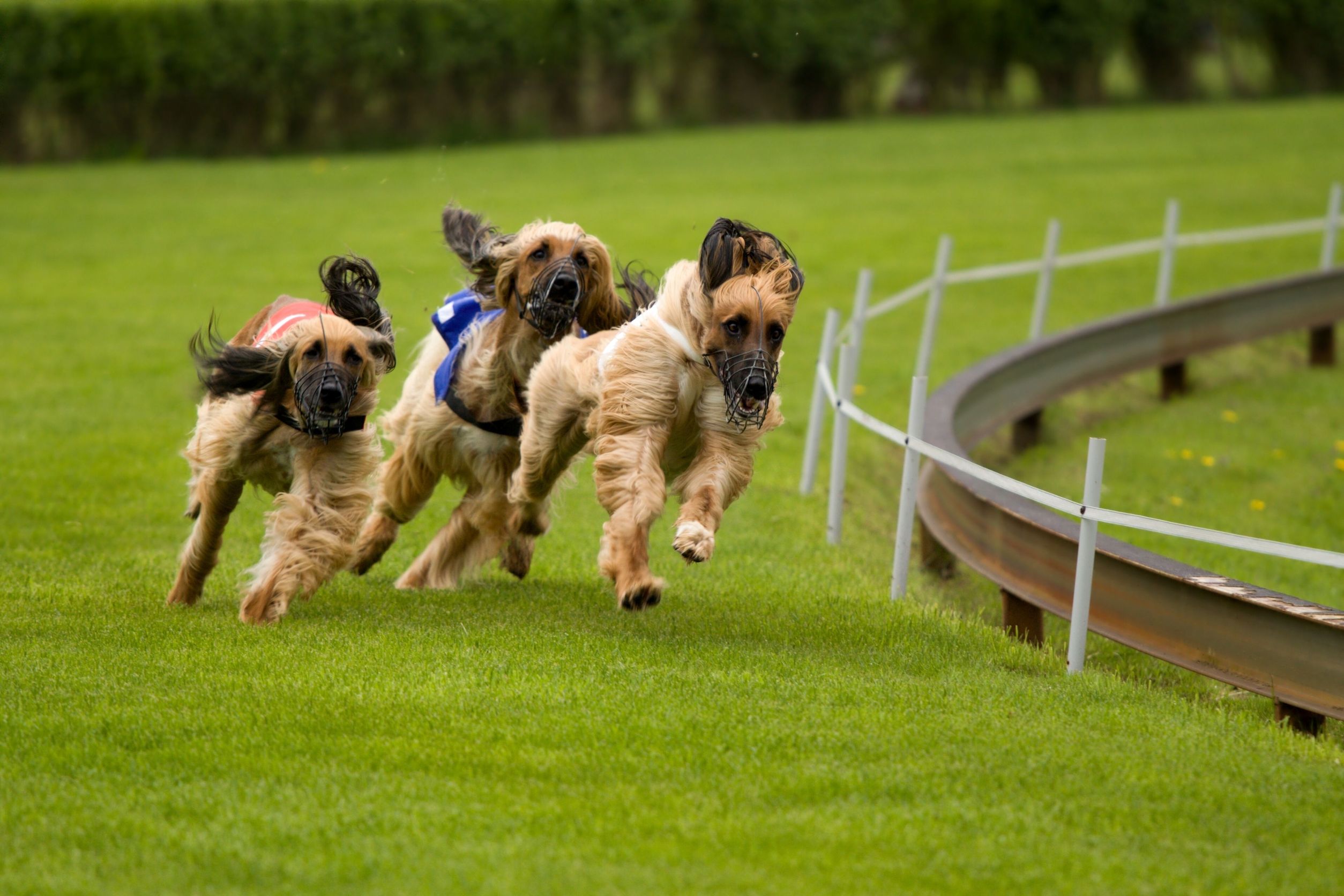 Benefits Of Puppy Training in Houston TX