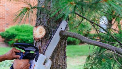 Why You Need a Professional for Stump Removal in Newnan, GA?
