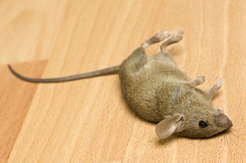 How to Effectively Control Rodent and Pests in Your New Jersey Home