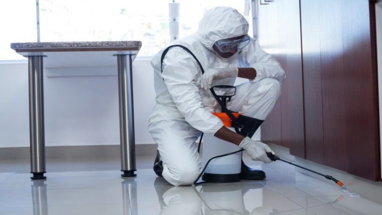 Steps Involved In Bed Bug Treatment In Canberra