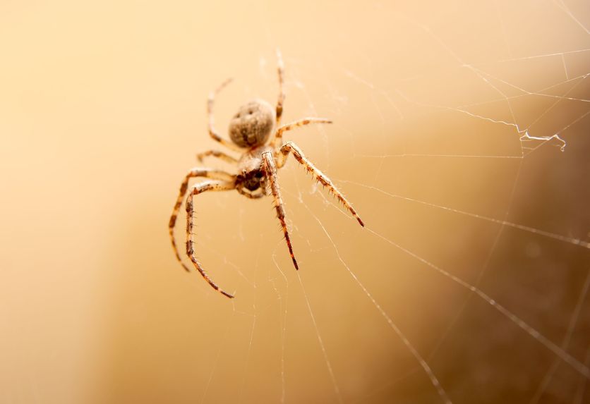 Why Hire A Professional For Spider Control In New Zealand?