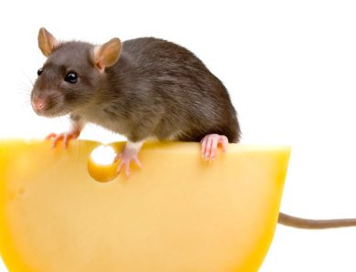 You Need Professionals Who Can Help with Rodent Infestation Control in Dyker Heights
