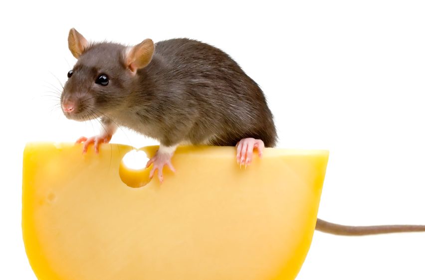 You Need Professionals Who Can Help with Rodent Infestation Control in Dyker Heights