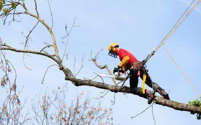 Ensure Safety and Curb Appeal With a Reliable Tree Cutting Service in Gig Harbor WA