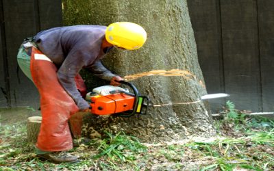 Expert Guide to Tree Trimming and Pruning Senoia GA for Healthy Trees