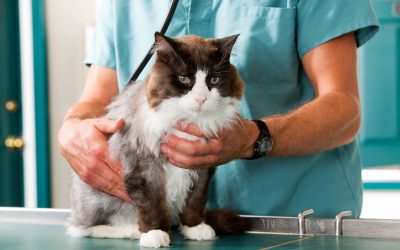 Advanced Veterinary Orthopedic Surgery in St. Charles, IL, for Pain Relief