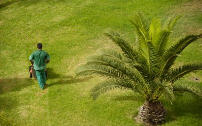 Lush Greenery Starts Here: Expert Landscape Maintenance in Melbourne, FL, for Picture-Perfect Lawns & Vibrant Gardens