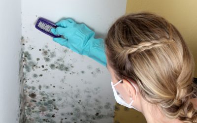Protect Your Family’s Health with Mold Testing in Princeton, NJ
