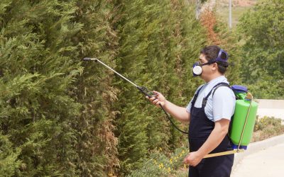 Effective Pond Weed Killer Options for a Clearer Waterfront