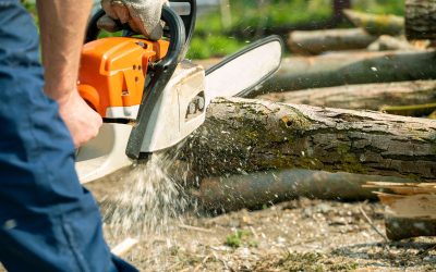 Transform Your Yard with Tree Cutting Essex County NJ Professionals