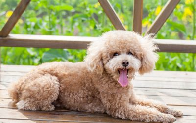 Transform Your Pet’s Care with Mobile Grooming in Dallas Today