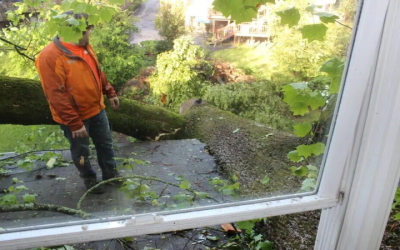 Trusted Tree Company Atlanta GA: Expert Care for Your Trees