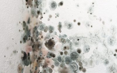 How Commercial Mold Removal Omaha NE Safeguards Property Value And Employee Health