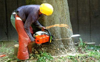 Why Choosing Crane Tree Removal McDonough GA Improves Safety and Efficiency for Large Properties