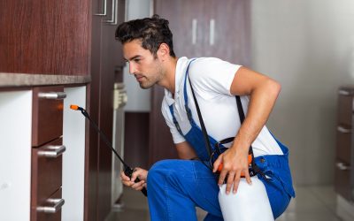 Why Ant Control Roseville, CA Services Are Essential for Pest-Free Living