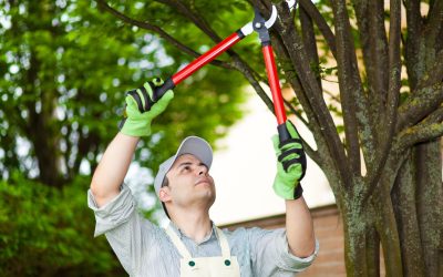 Find safety and peace of mind with expert tree removal near Marietta, GA by trusted professionals